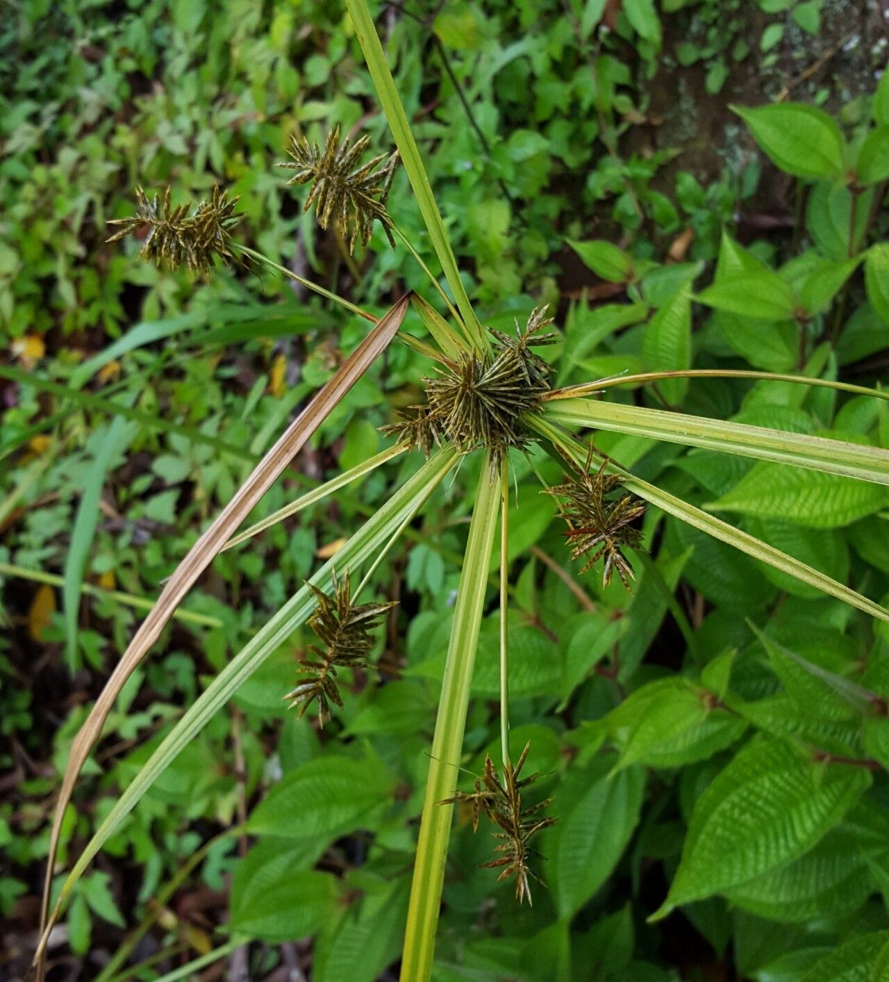 Cyperus luteus flower