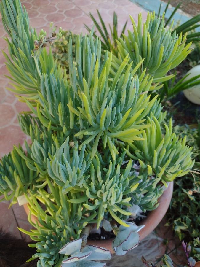 Senecio vitalis flower