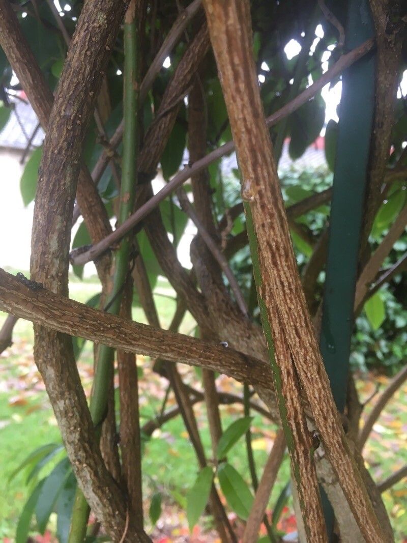 Stauntonia latifolia bark