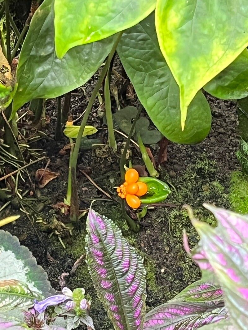 Nephthytis afzelii fruit