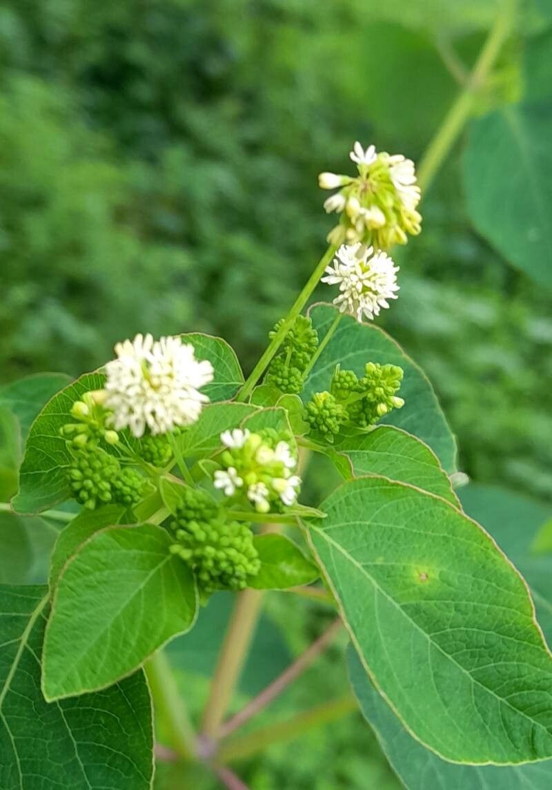 Colignonia glomerata flower