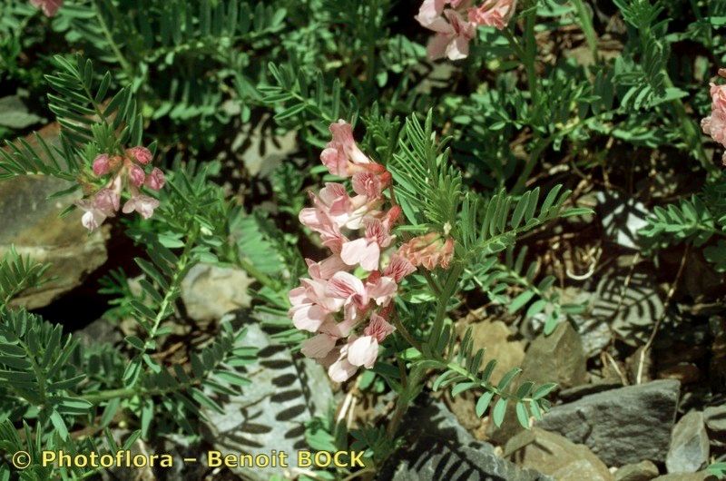 Vicia argentea habit