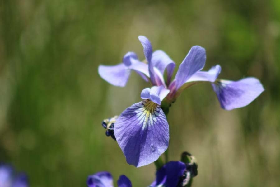 Iris setosa — search result for 'Alaska'