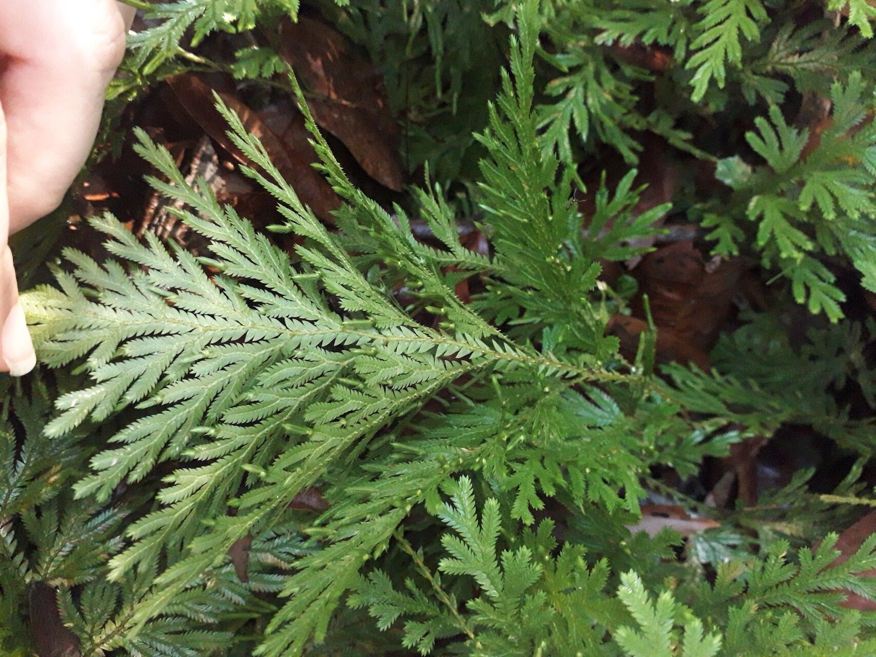 Selaginella conduplicata habit