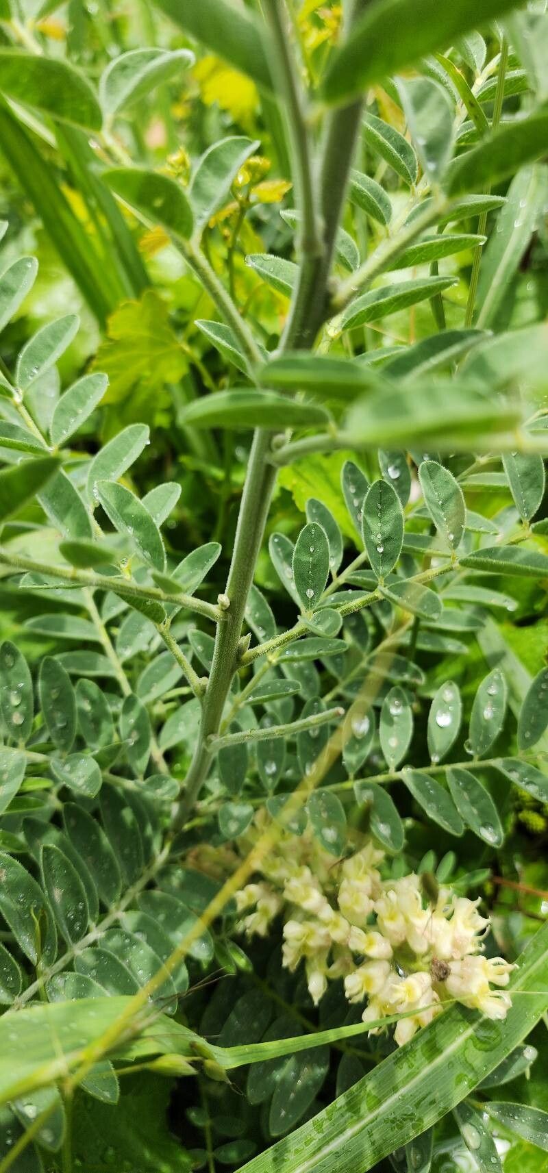 Sophora alopecuroides bark
