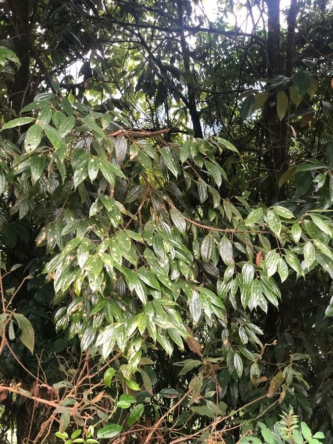 Cinnamomum tamala leaf