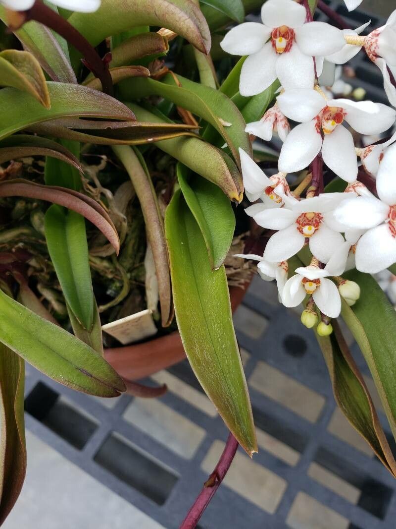 Sarcochilus hartmannii — houseplant care guide