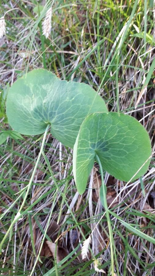 Ranunculus thora leaf