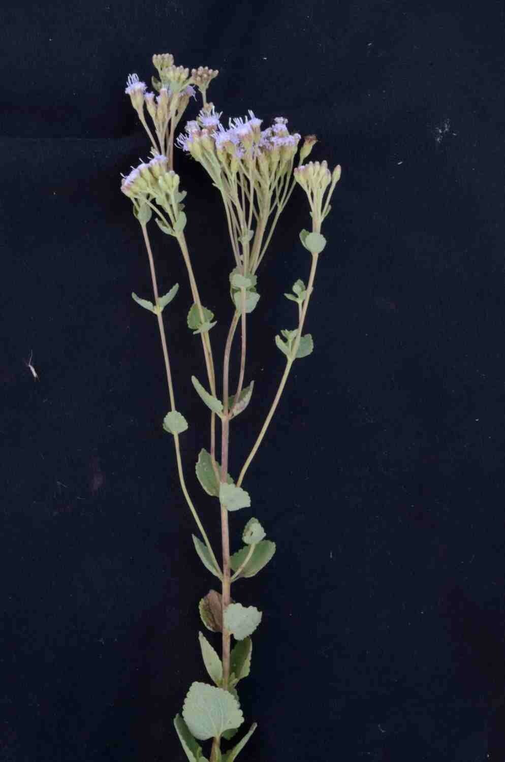 Chromolaena congesta leaf