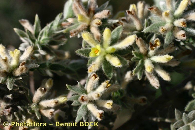 Thymelaea lanuginosa — houseplant care guide