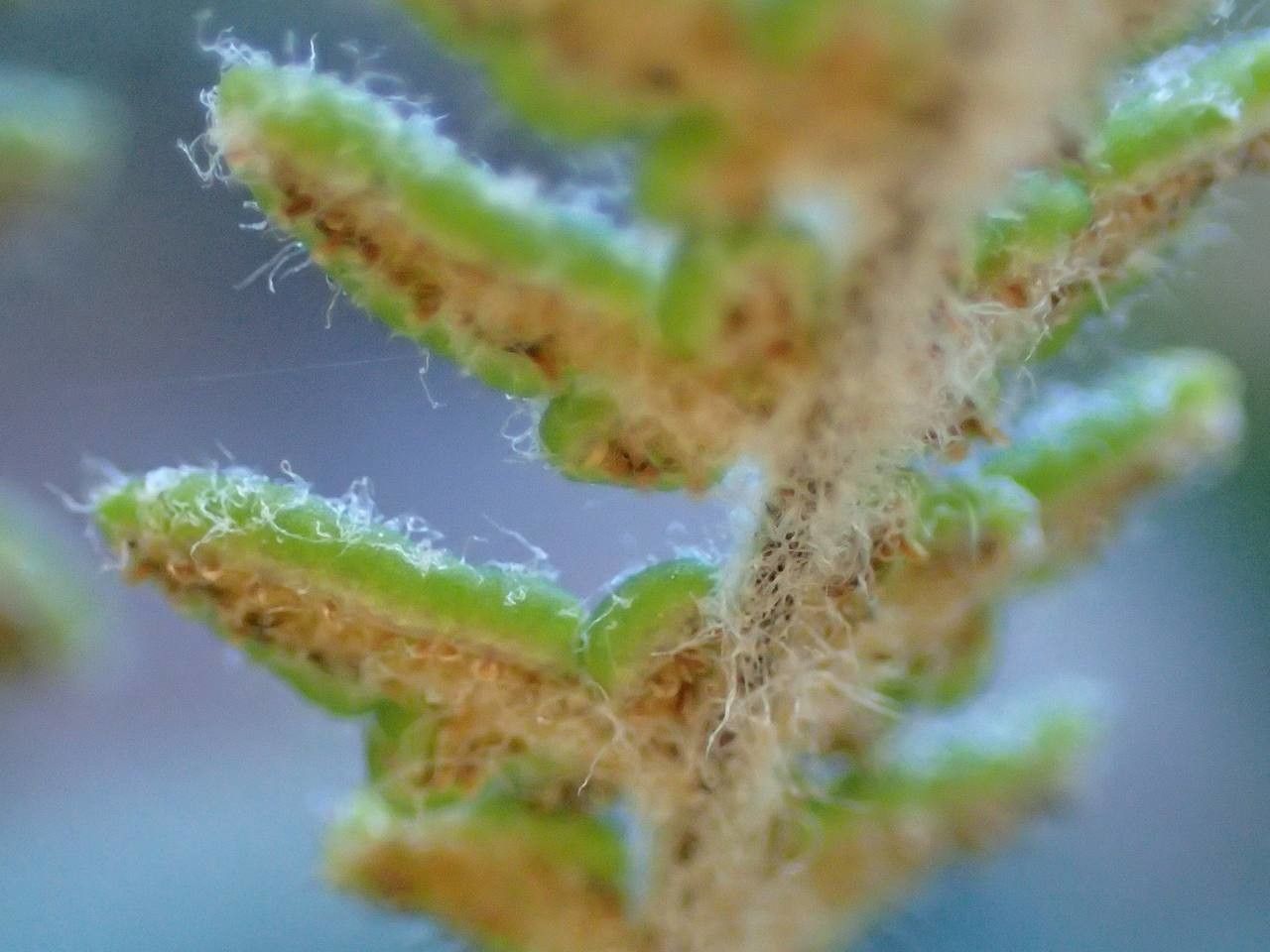 Cheilanthes lanosa bark