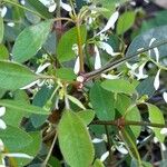 Euphorbia leucocephala