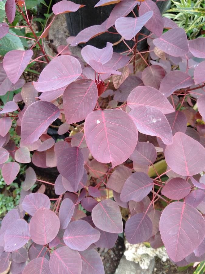 Euphorbia cotinifolia leaf