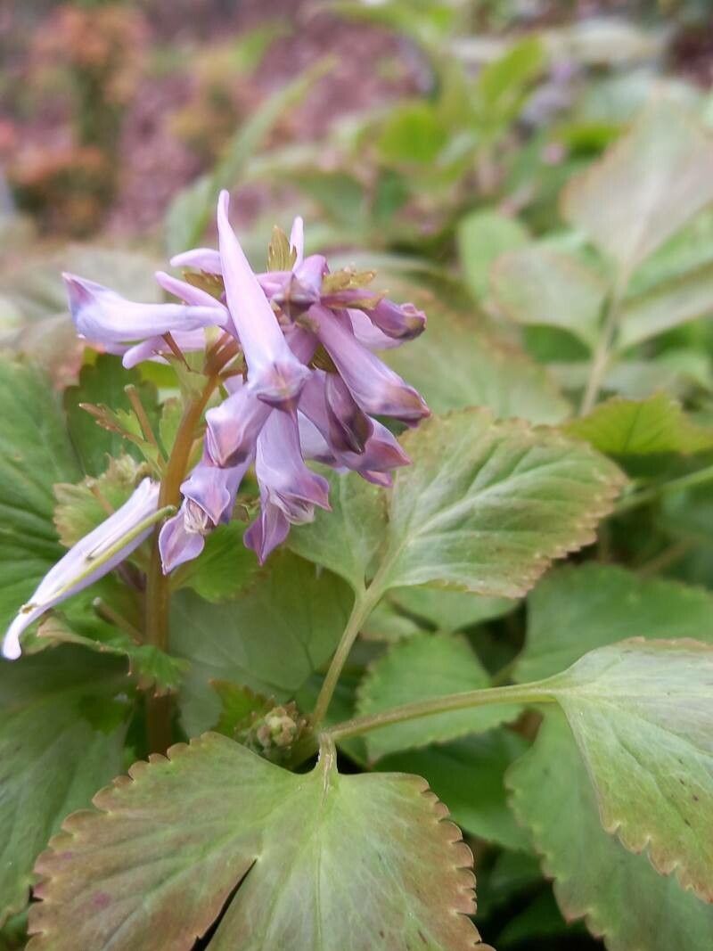 Corydalis quantmeyeriana flower