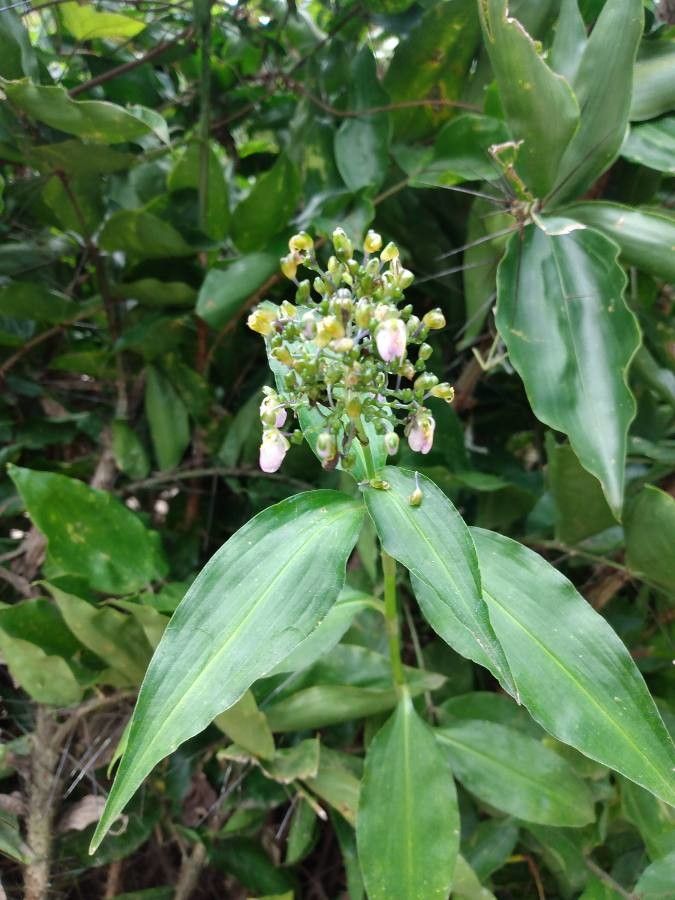 Pollia japonica flower