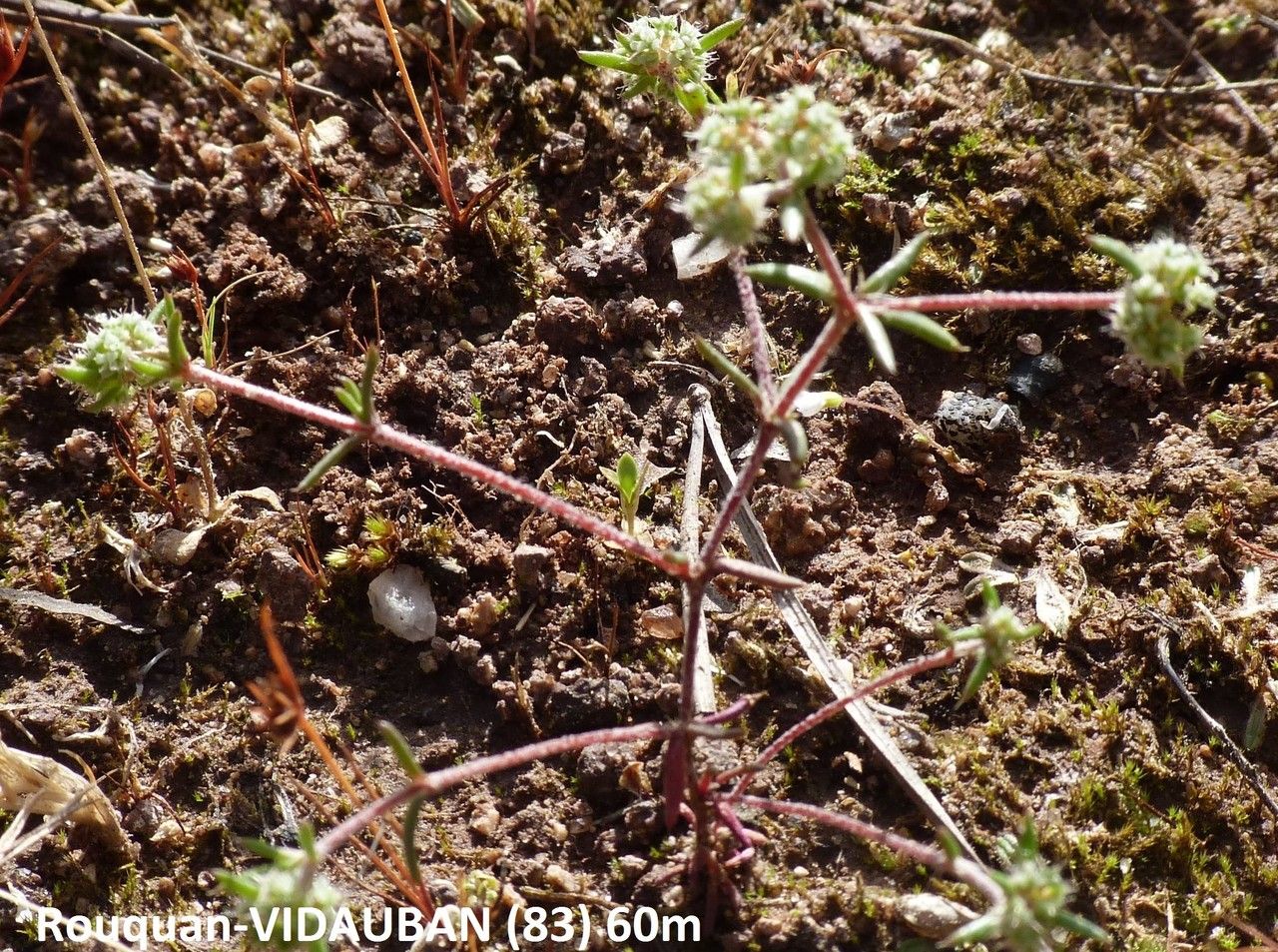 Chaetonychia cymosa habit