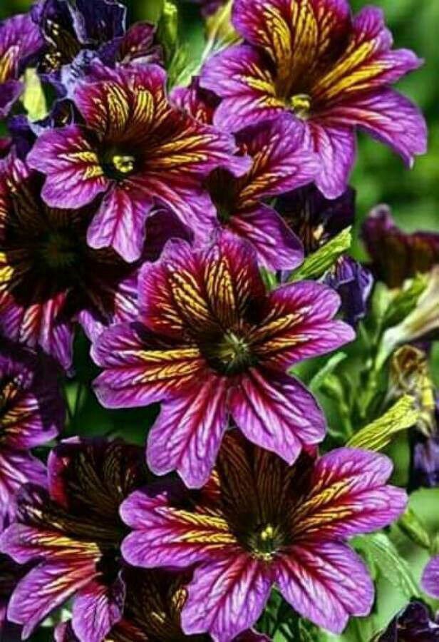 Salpiglossis sinuata bark