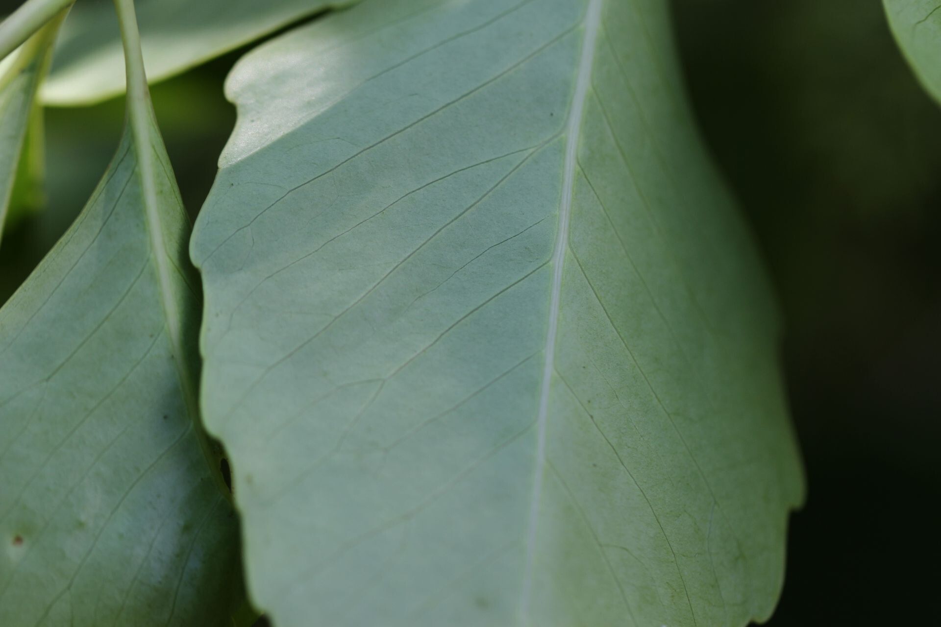 Polyscias cissodendron — search result for 'Vanuatu'