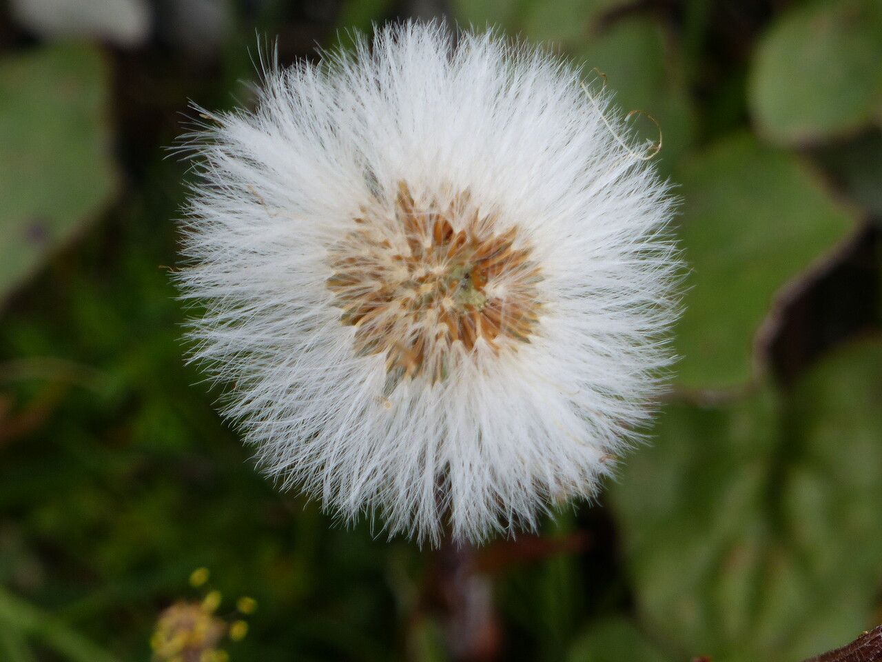 Homogyne alpina fruit