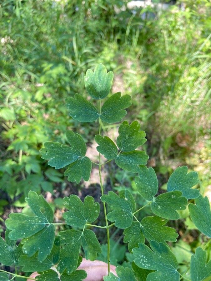 Thalictrum occidentale — search result for 'western Canada'