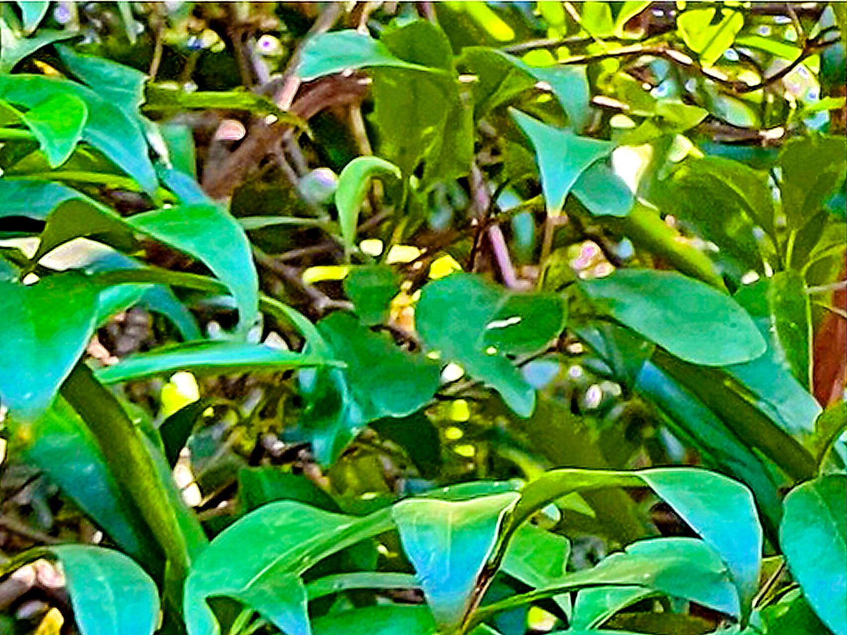 Rothmannia fischeri — related species from the same genus