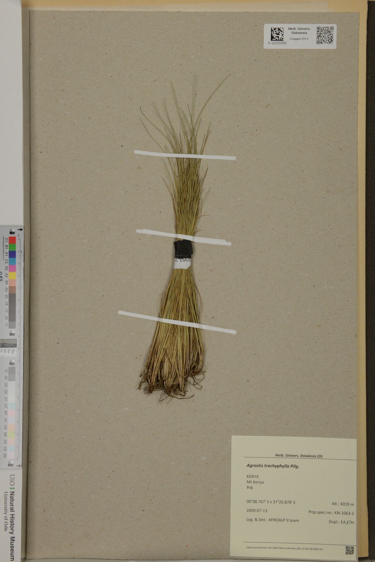 Agrostis trachyphylla — houseplant care guide