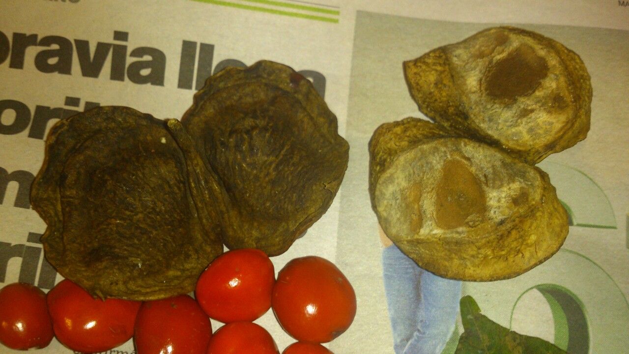 Ormosia panamensis fruit