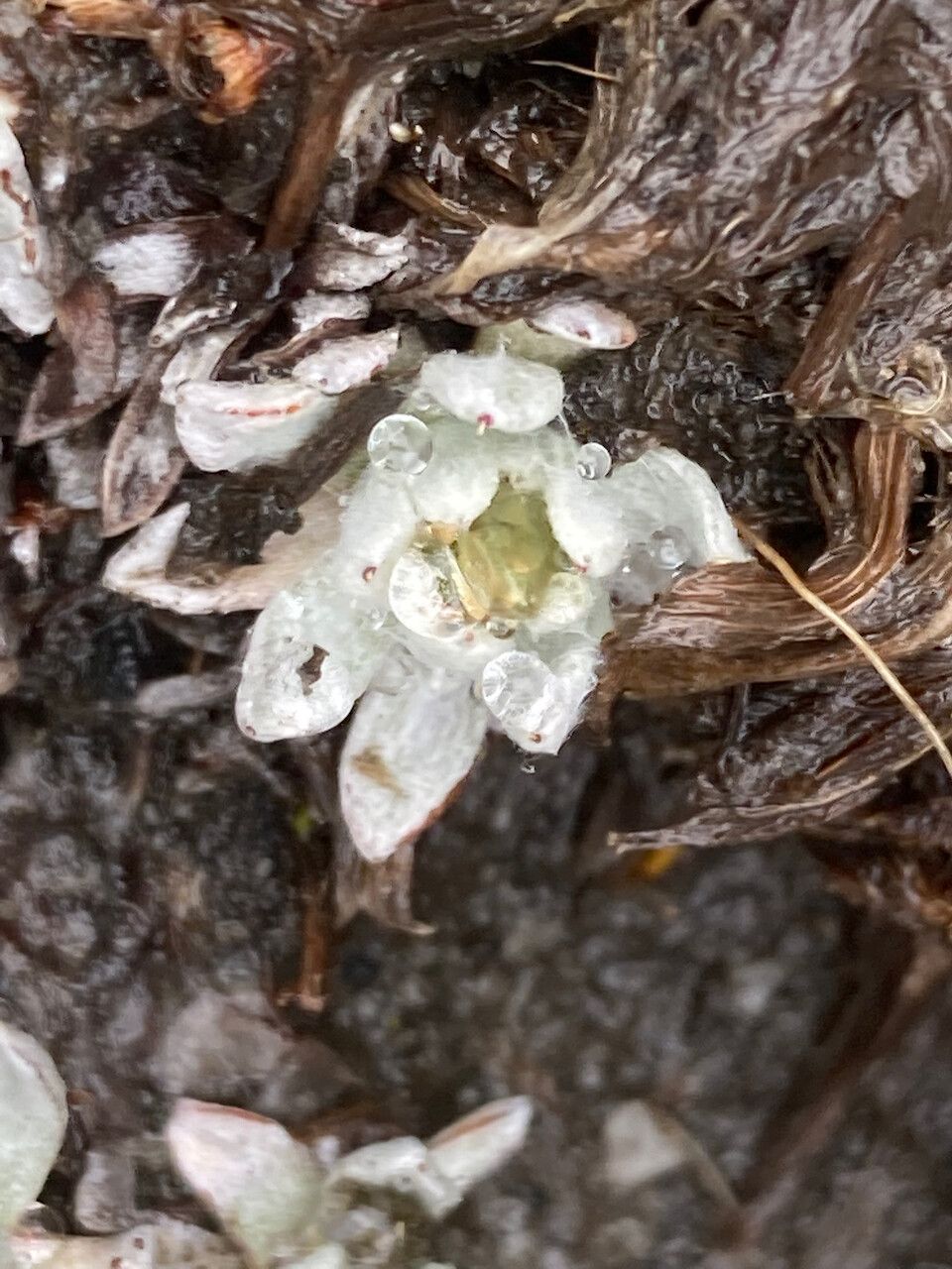 Mniodes radians — houseplant care guide