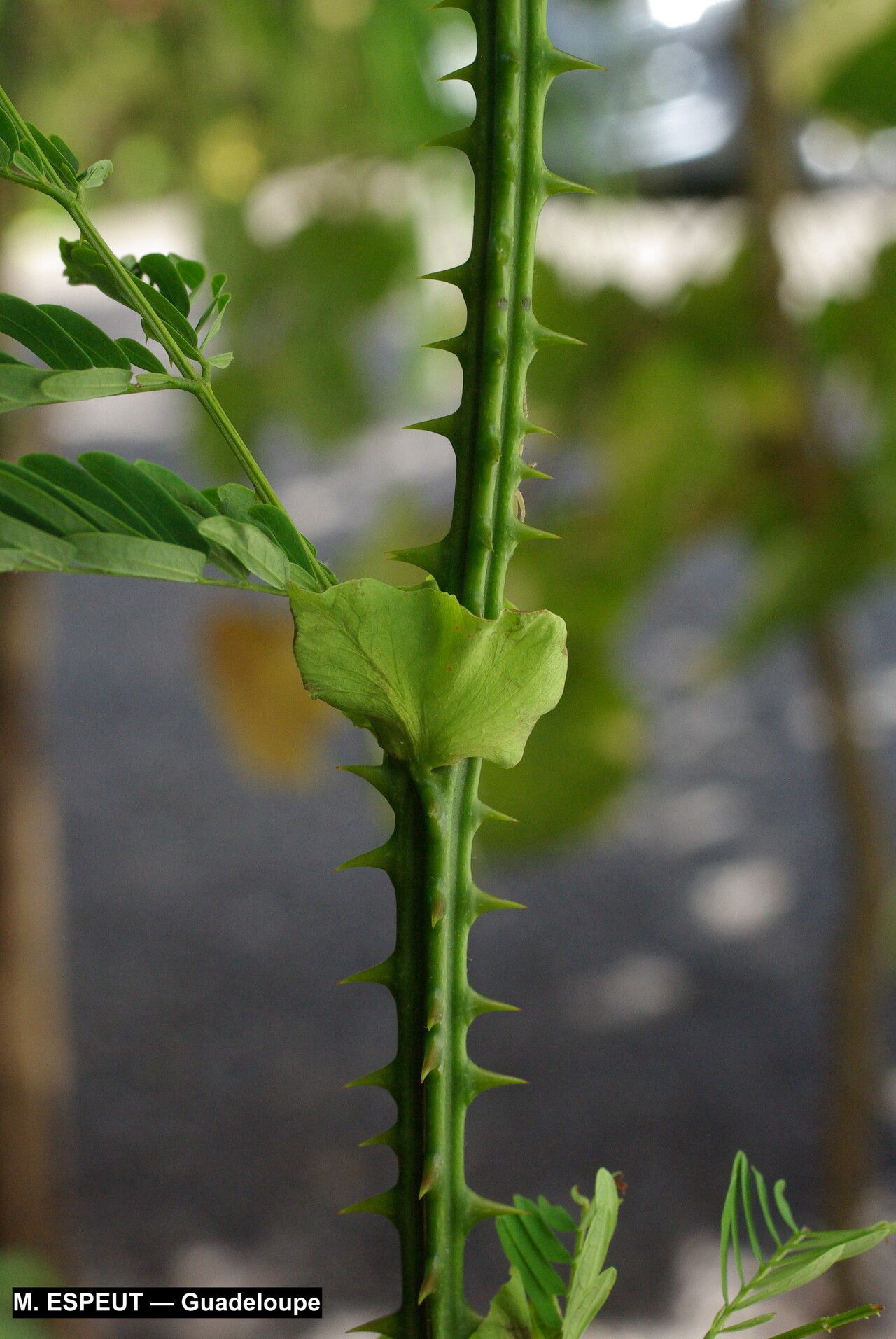 Senegalia tamarindifolia bark