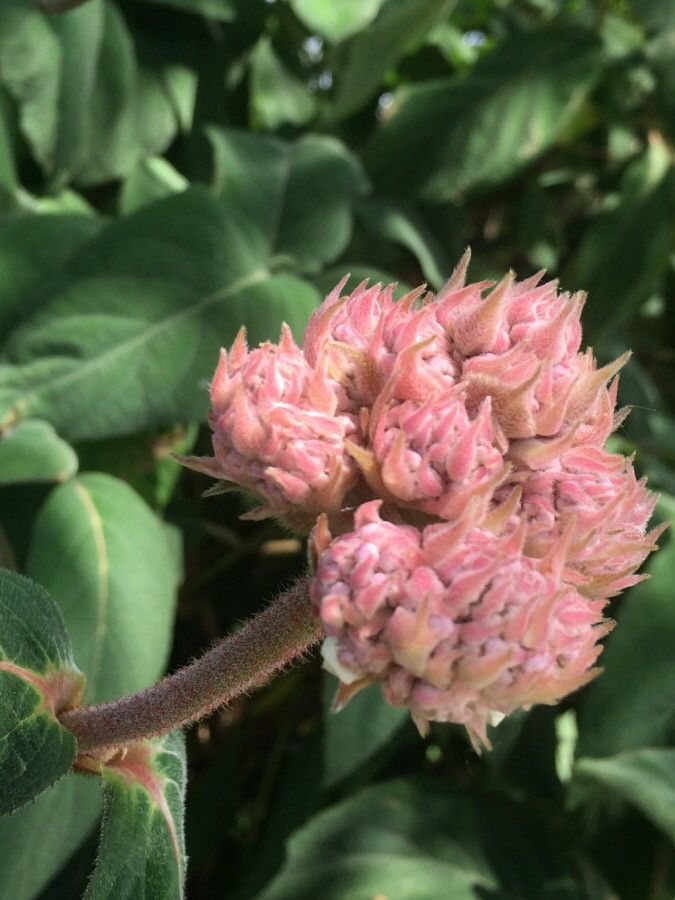 Hydrangea sargentiana flower