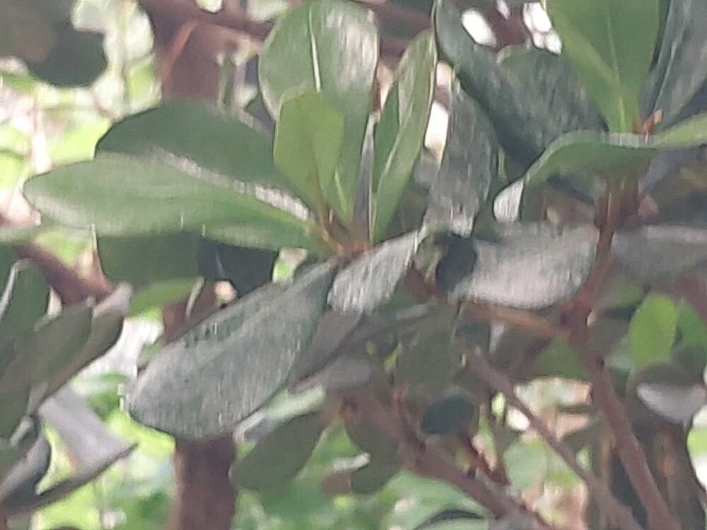 Mimusops caffra — search result for 'Mozambique'