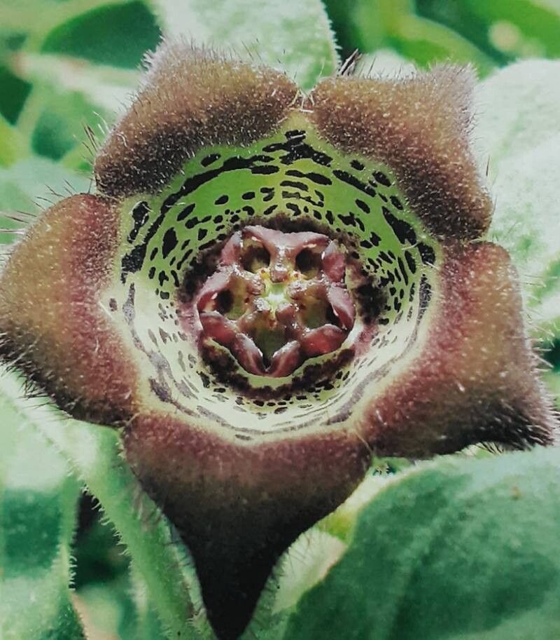 Ceropegia chlorozona — search result for 'Ceropegia'