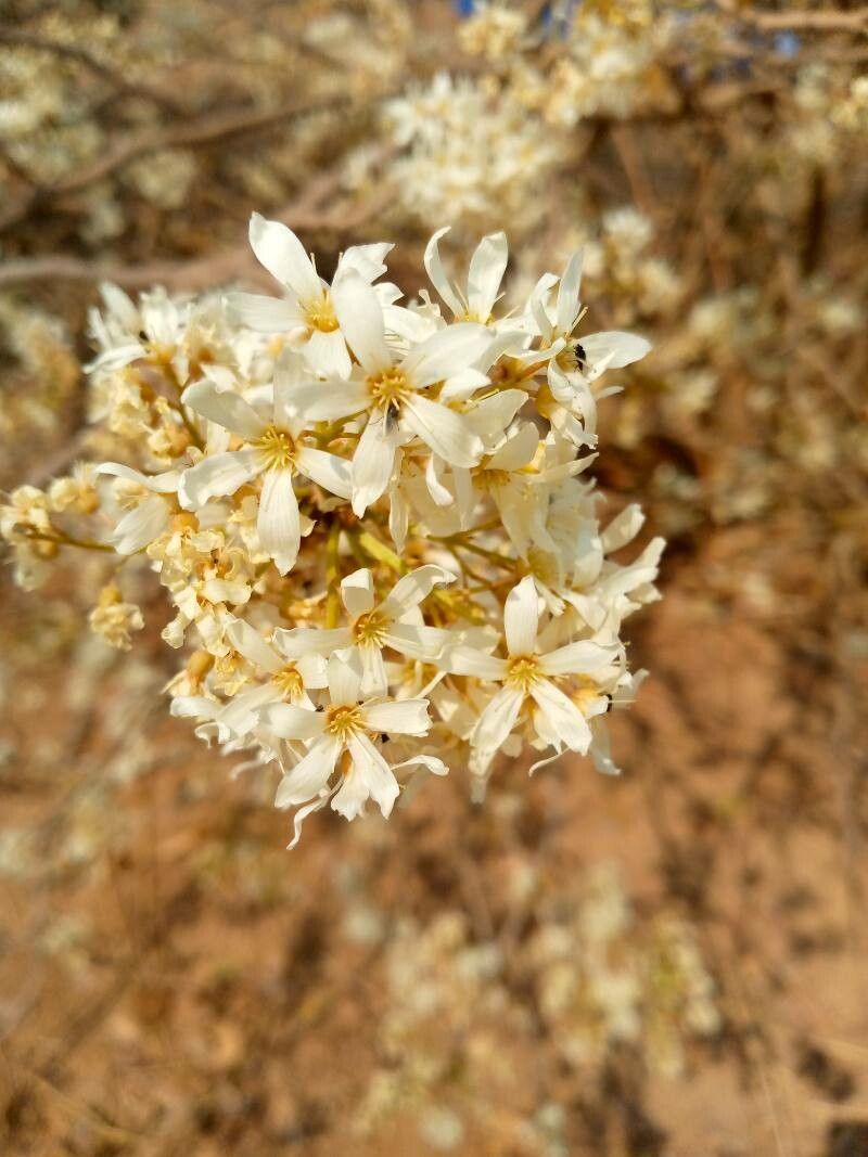 Rourea orientalis — houseplant care guide