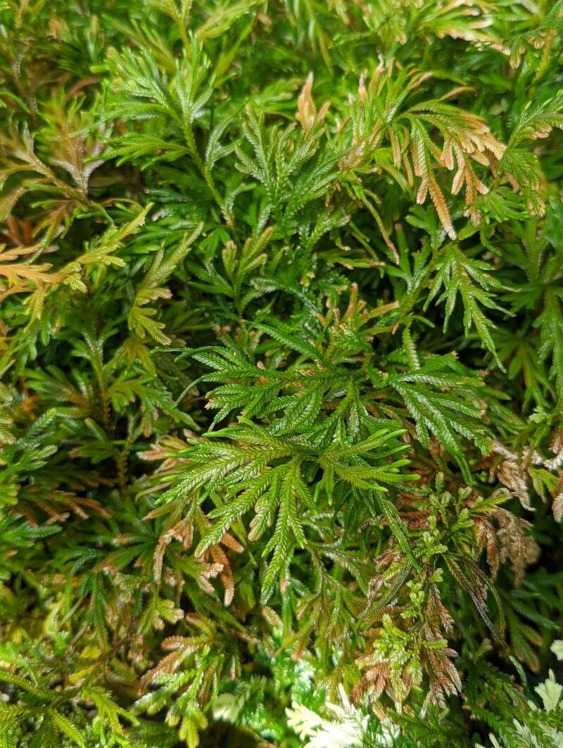 Selaginella lyallii leaf