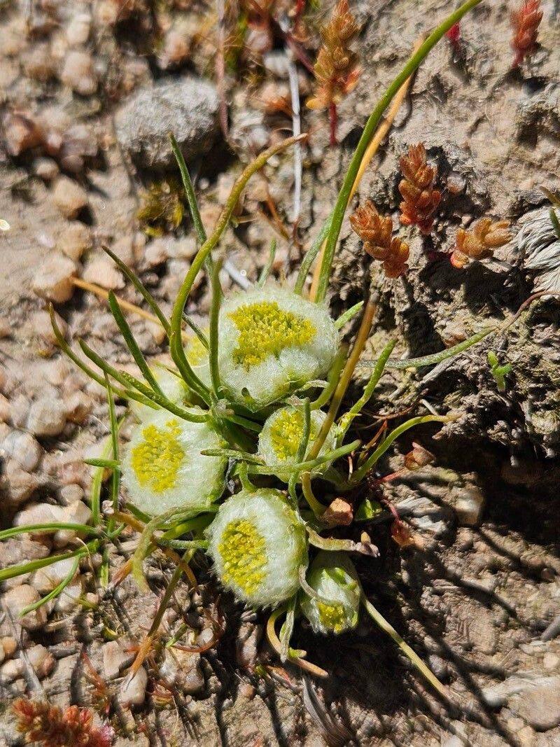 Isoetopsis graminifolia — houseplant care guide