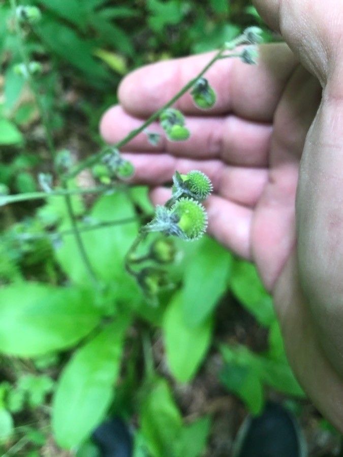 Cynoglossum virginianum fruit
