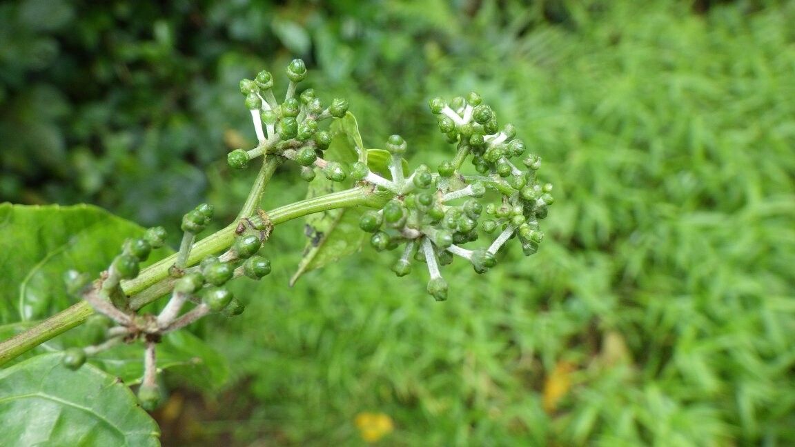 Cissus producta — houseplant care guide