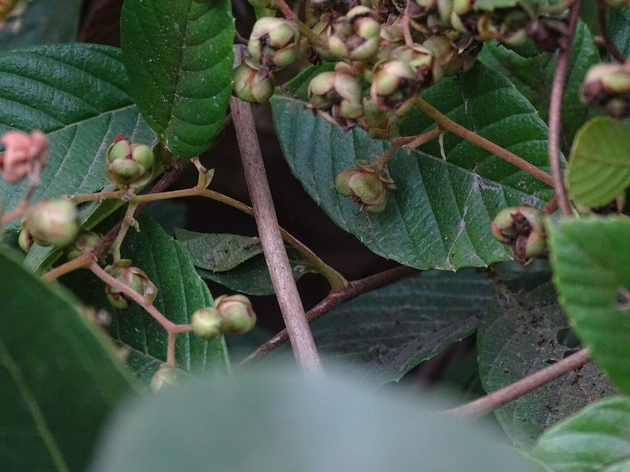 Tetracera potatoria bark