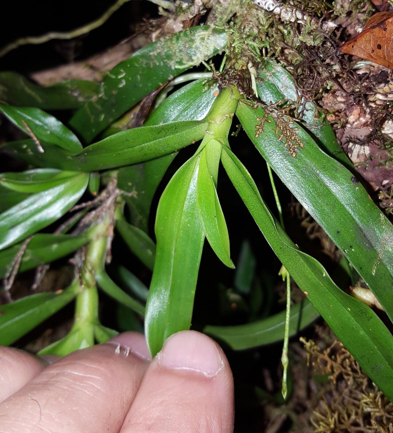 Angraecum multiflorum leaf