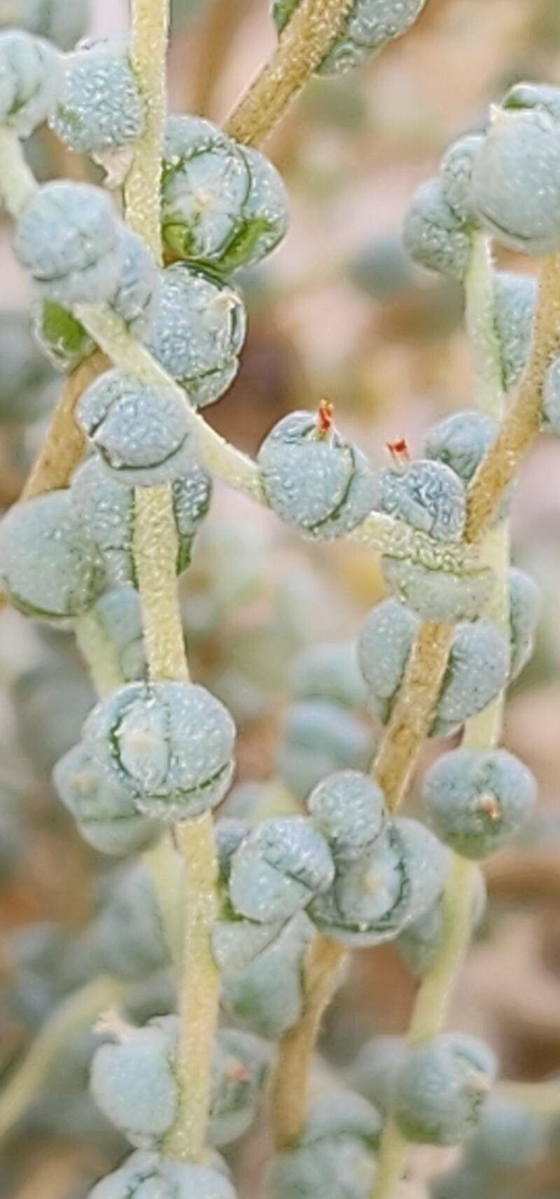 Caroxylon jordanicola flower