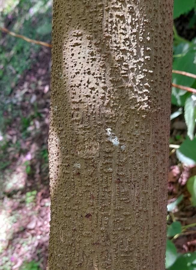 Debregeasia longifolia bark