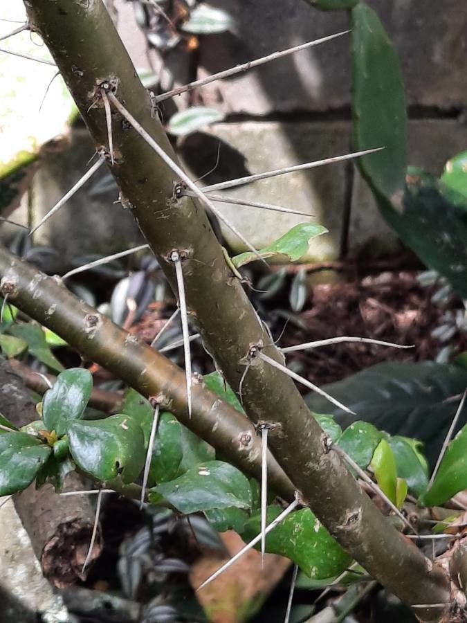 Pereskia lychnidiflora bark