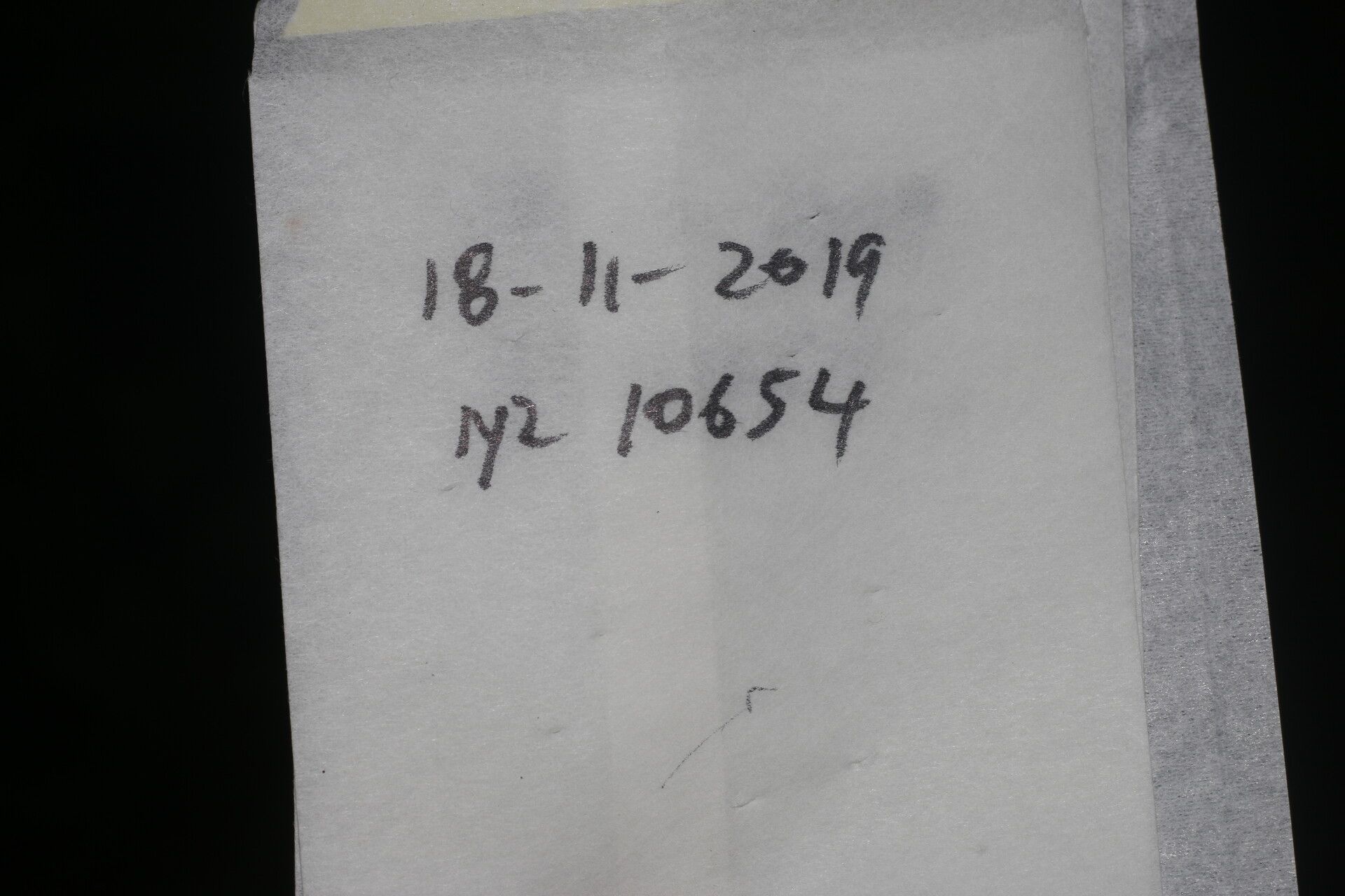 Ipomoea batatoides other