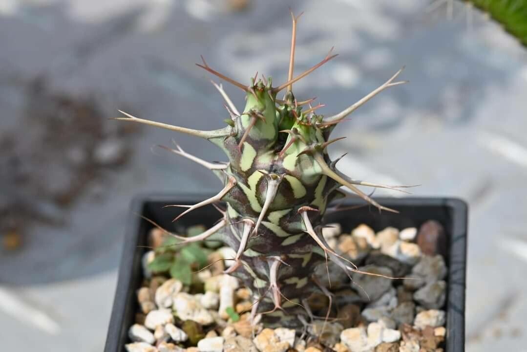Euphorbia schizacantha leaf