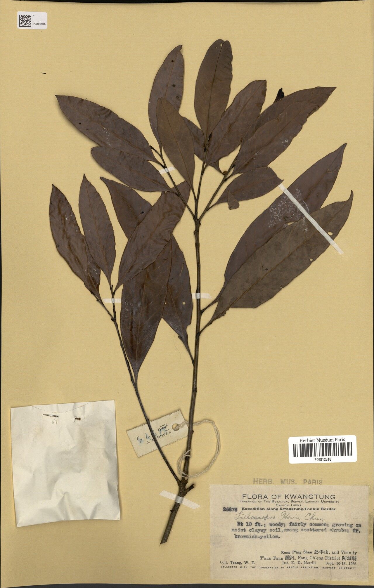 Lithocarpus howii — houseplant care guide