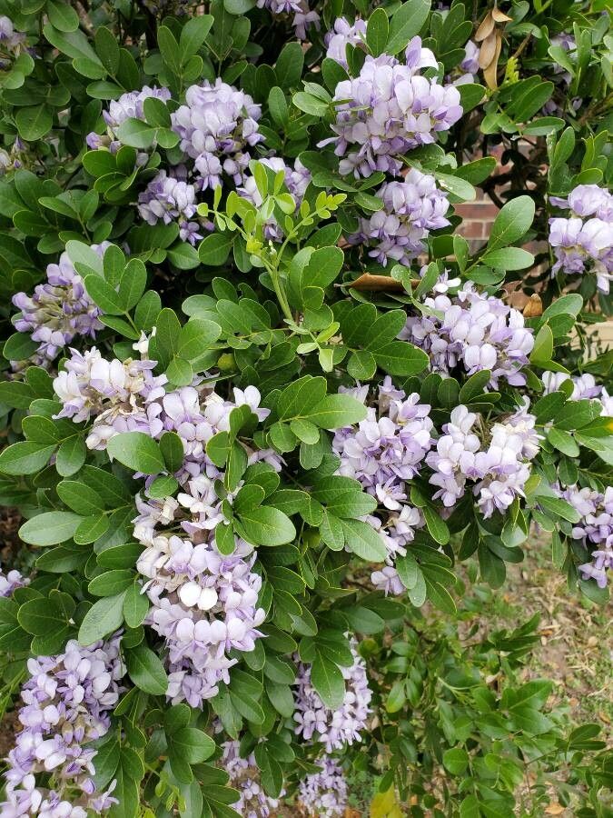 Sophora secundiflora flower