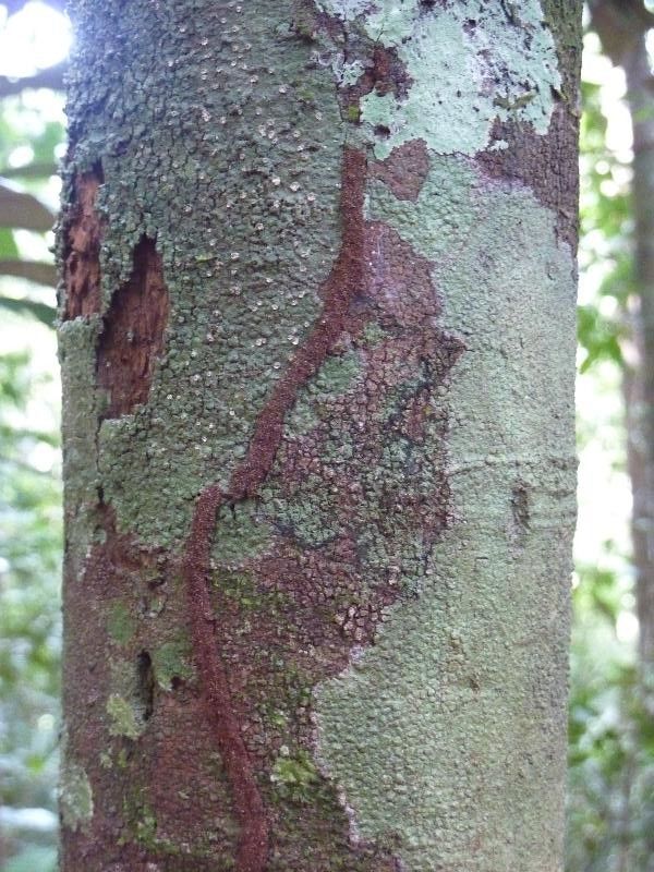Pouteria sagotiana bark