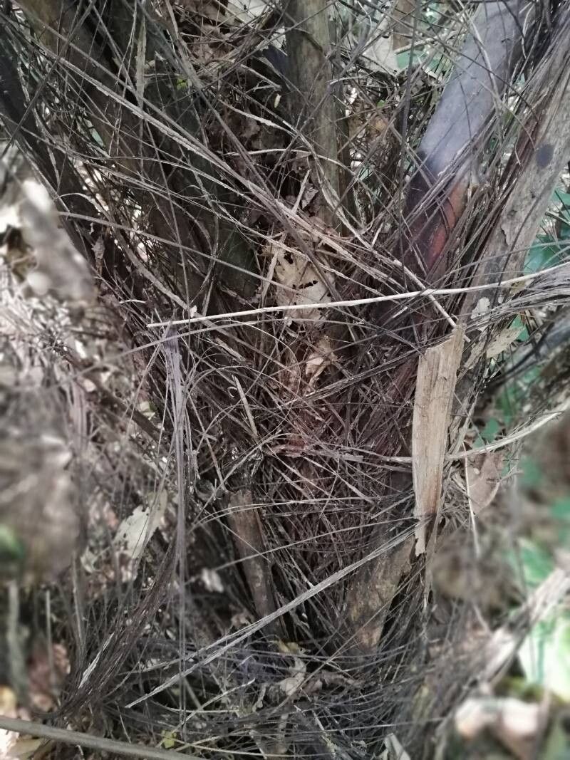 Raphia gentiliana bark