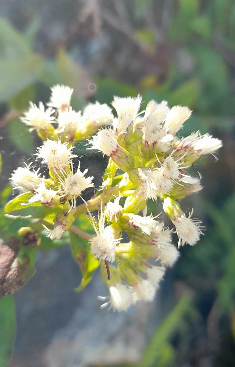 Baccharis racemosa flower
