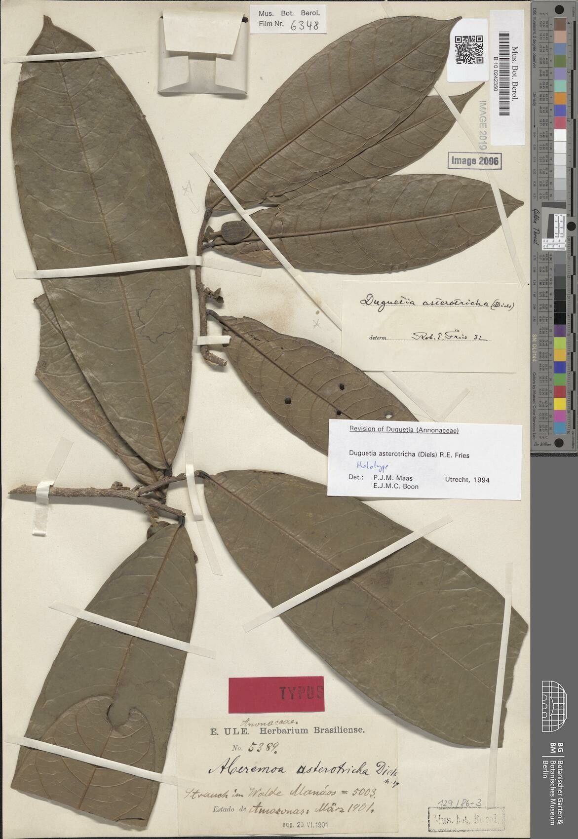 Duguetia asterotricha leaf